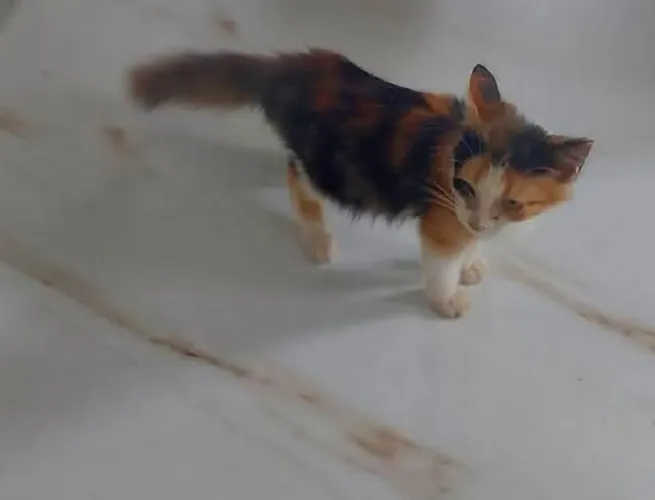 Gatinha Angorá 90 dias Tricolor Lindíssima 