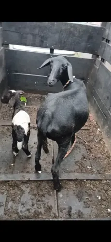 Vendo carneira 