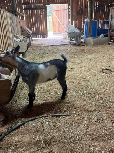 Vendo cabrito