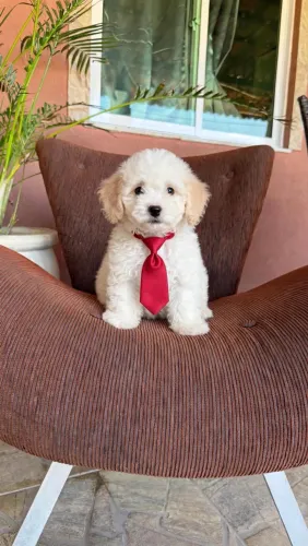 Poodles Toys e miniaturas