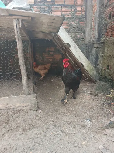 Galo e galinha