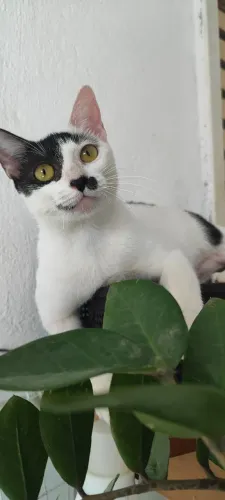 Gata Frajola, castrada
