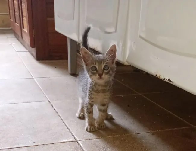 Pet p/ adoção!