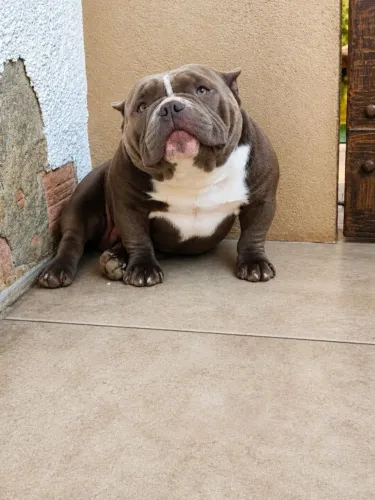 Filhote American Bully micro