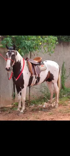 Mangalarga