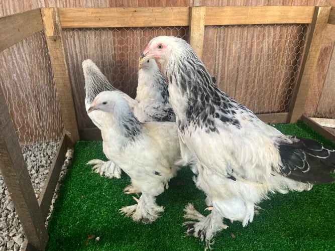 Frangos e frangas Brahma