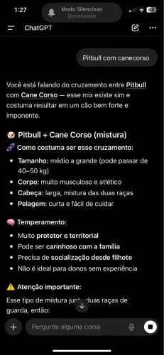 Fêmea  Cane corso prenha  Pai pitbul 100% puro
