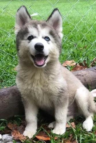 Husky Siberiano,Husky Siberiano Filhote Pronto Para Novo Lar