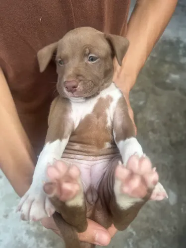 Pit Bull Fêmea