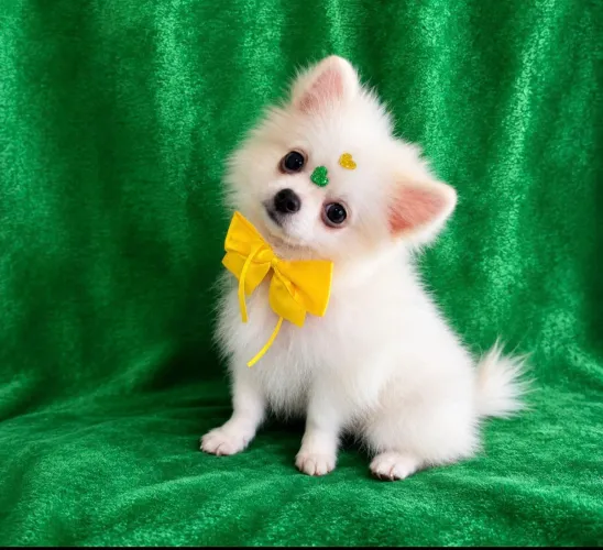 Lulu da pomerânia 