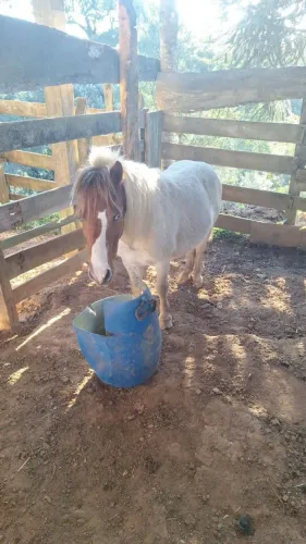 Vendo Pônei Garanhao 