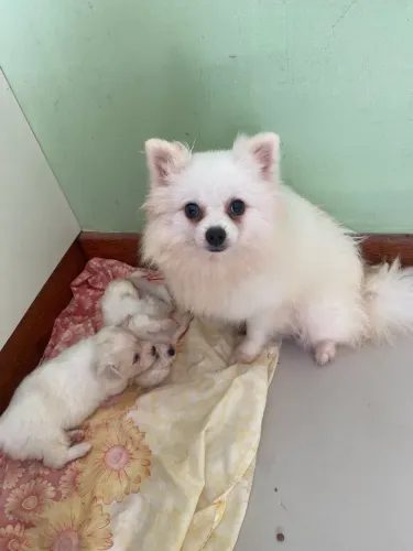 Filhote de Spitz Alemão Fêmea