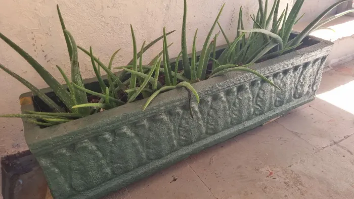 Jardineira de cimento completa com mudas de babosa aloe vera