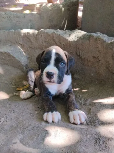 FILHOTES DE BOXER À VENDA