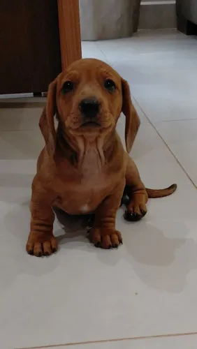 Fêmea Dachshund Arlequim Caramelo