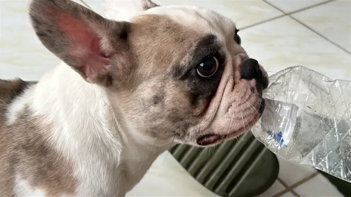Bulldog francês 