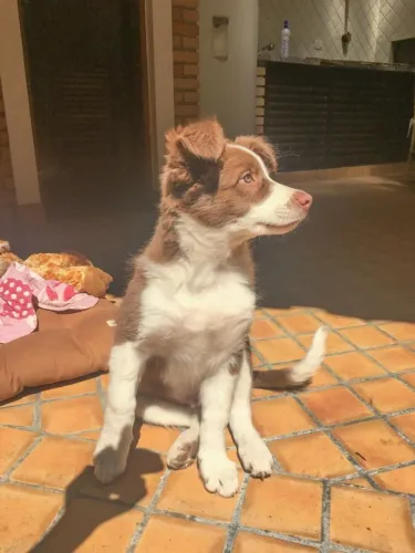 Border collie excelente procedencia 