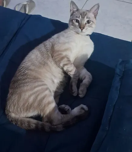 Gato cinza