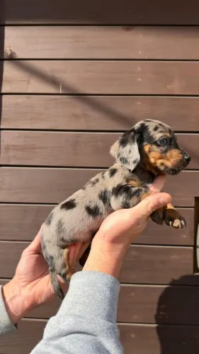 Teckel/Dachshund ARLEQUIM perfeito lindíssimo