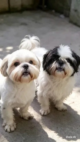 Shih tzu macho disponível para cobertura