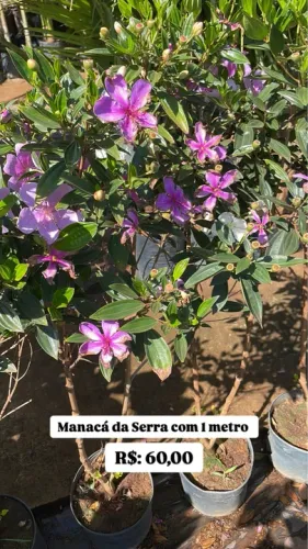 Muda de Manacá da Serra 