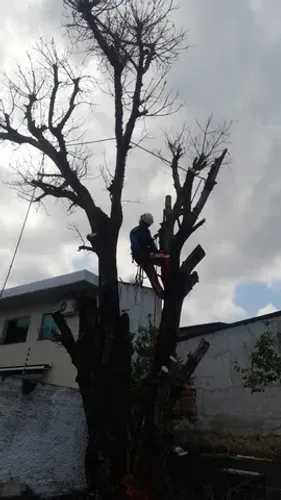 Poda Corte de árvores e roçagem 