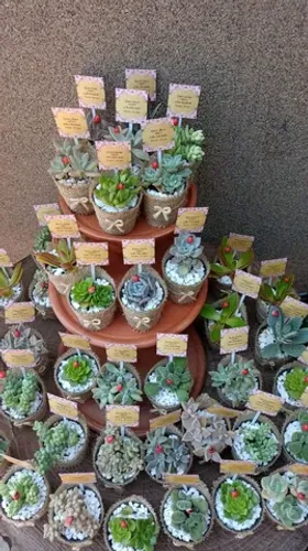 Lembrancinhas de cactos e suculentas 