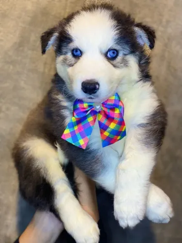 Husky Siberiano - Branco e Preto, Olhos Azuis, 60 dias, Vacinado e Vermifugado!