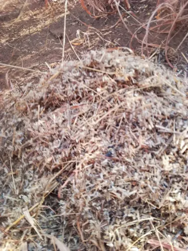sementes de agropol 