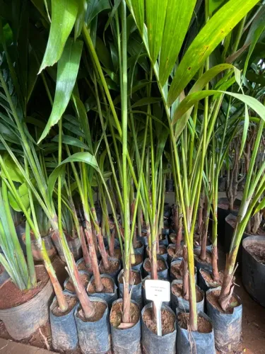 Mudas de Palmeira Veitchia