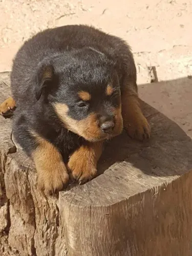 Rottweiler Fazemos criação profissional, com todo empenho, carinho e Amor