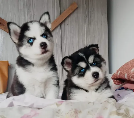 Filhotes Husky Siberiano - Jaraguá e Região 