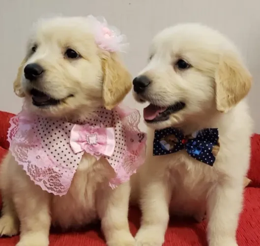 Filhotes Golden Retriever, A companhia perfeita para todas as suas aventuras!