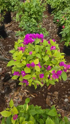 Primavera arbustiva