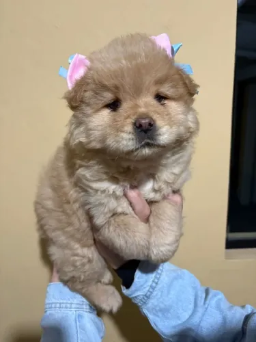 Filhote de Chow Chow: Encantar!