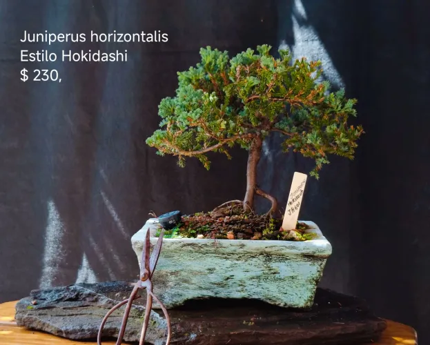 Bonsai juniperus horizontalis