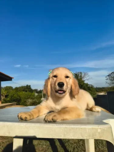 Fêmea Golden Retriever em 10 vezes no cartão de