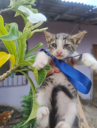 Machinho para adoção responsável