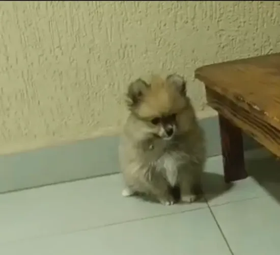 SPITZ ALEMÃO URSINHO MACHO