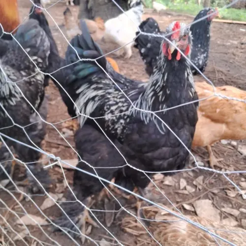 Galo Brahma Mottled 10 Meses