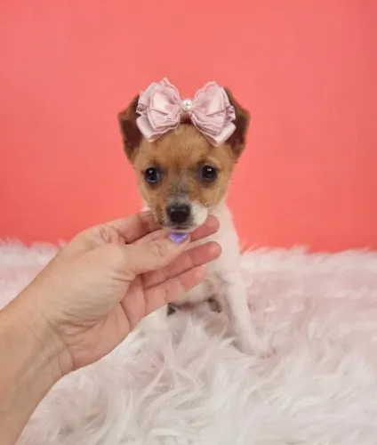 Pinscher Filhote Linda