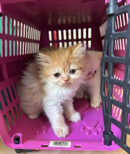 Gato Persa
