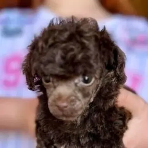 Poodle,Poodle Filhote Muito Amoroso e Dócil