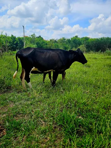 Vaca prenha de + 6 meses boa de leite