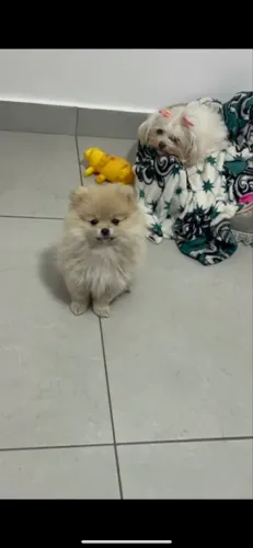 Filhote de Lulu da pomerania anao