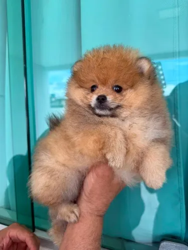 Vende-se Spitz Alemão (Lulu da Pomerânea)