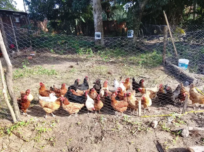 Galinhas GLC em pico de produção