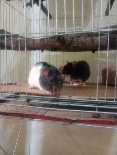 Rato de Laboratório Mercol Standard Twister Hamster 