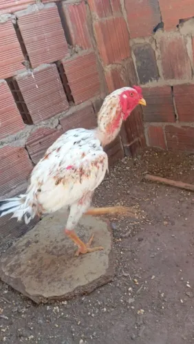 Galo indiano