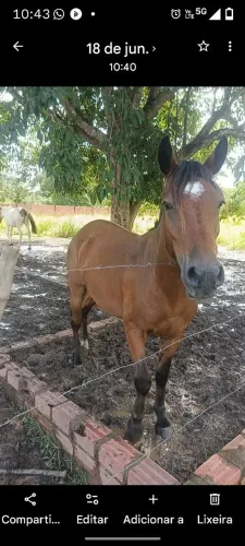 Égua petiça disponível